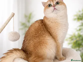 British Shorthair cats 🏆 Amazing Golden NY12 BSH Boy 🏆 - Advert 1