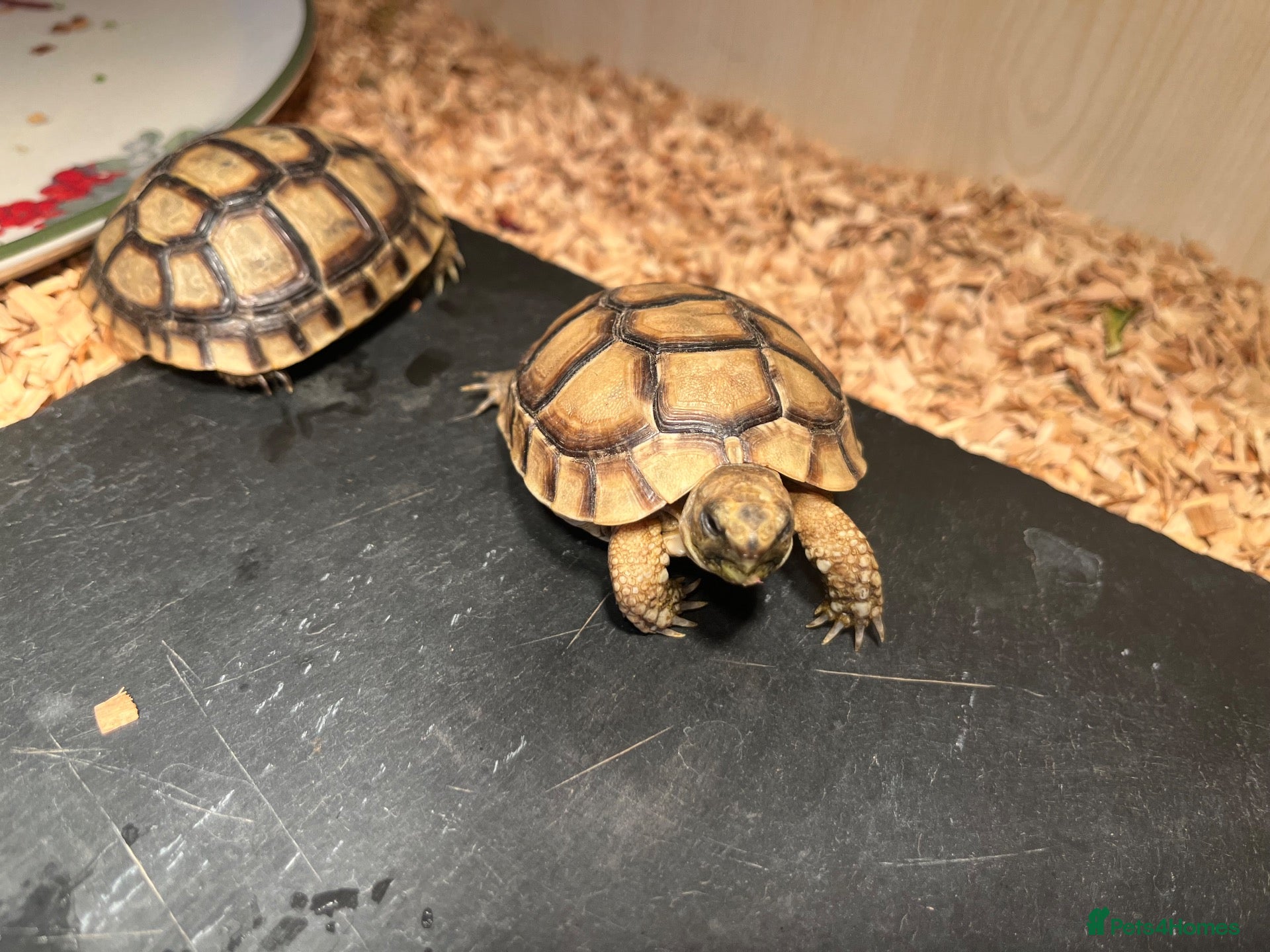 Tortoise reptiles 9 month old Greek tortoises  - Advert 6