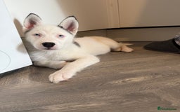 Siberian Husky dogs for sale: Rare Blue-Eyed Piebald Husky Girl, Ready Now - Image 5
