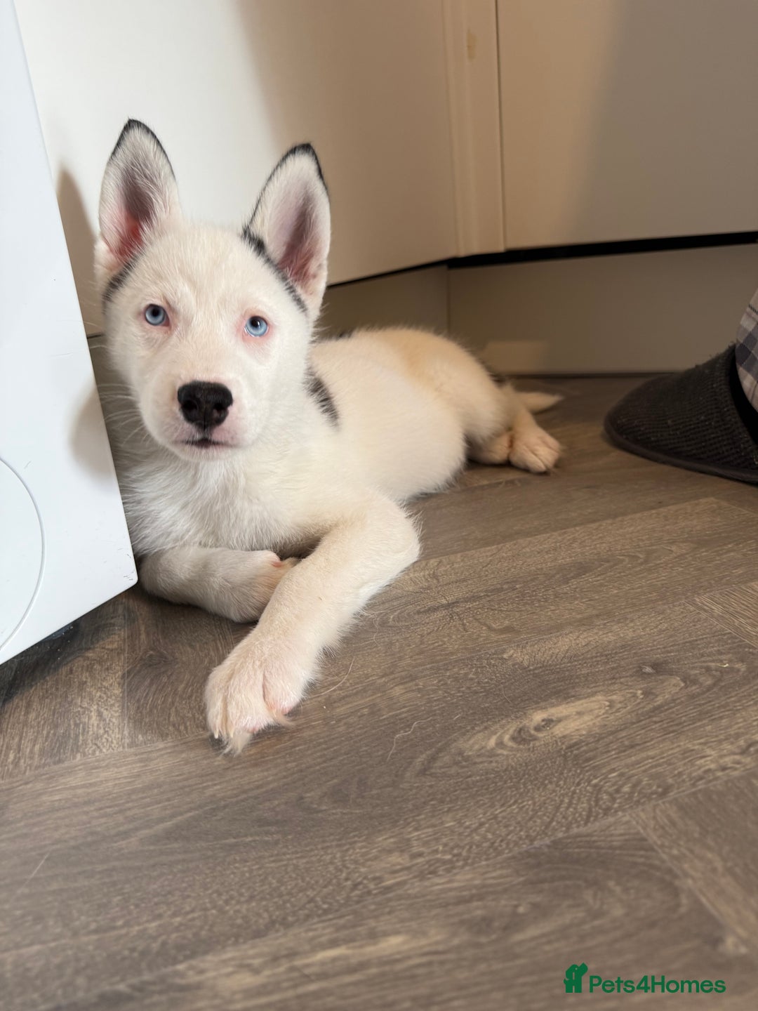 Siberian Husky dogs for sale: Rare Blue-Eyed Piebald Husky Girl, Ready Now - Image 5