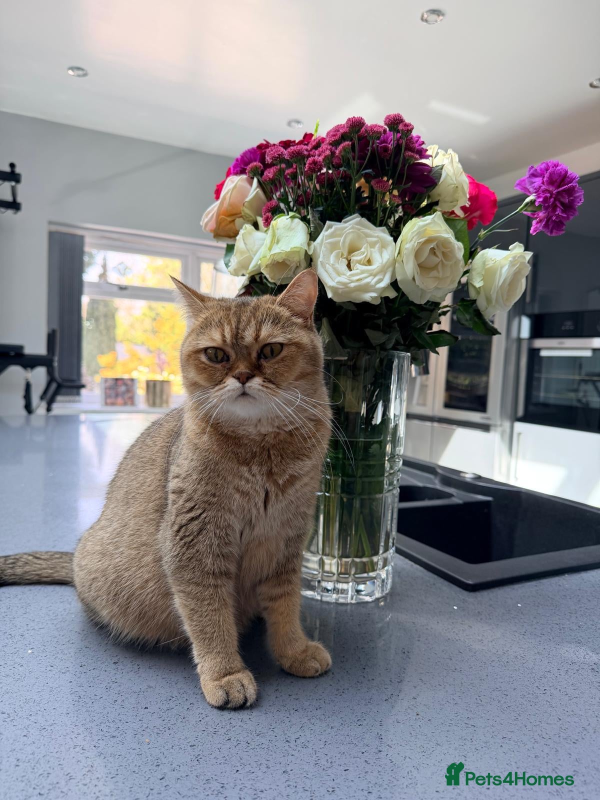British Shorthair cats Persian x British shorthair kittens for sale  - Advert 12