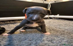 Whippet dogs for sale: excellent litter of Kc reg blue whippet puppies  - Image 11
