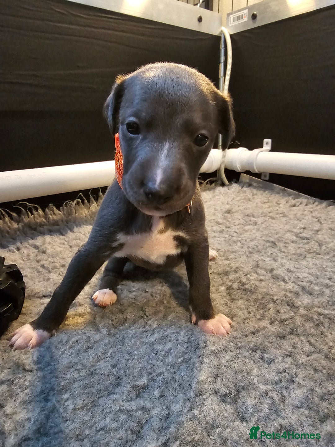 Whippet dogs for sale: excellent litter of Kc reg blue whippet puppies  - Image 11