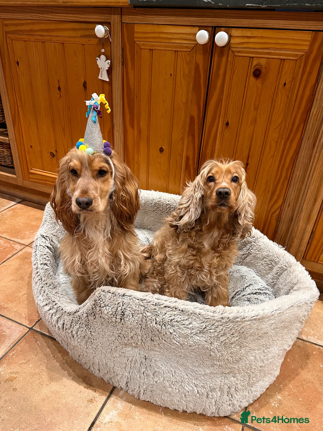 Cocker Spaniel dogs for stud: Fantastic Health tested Cocker Spainel  in Penrith - Advert 5