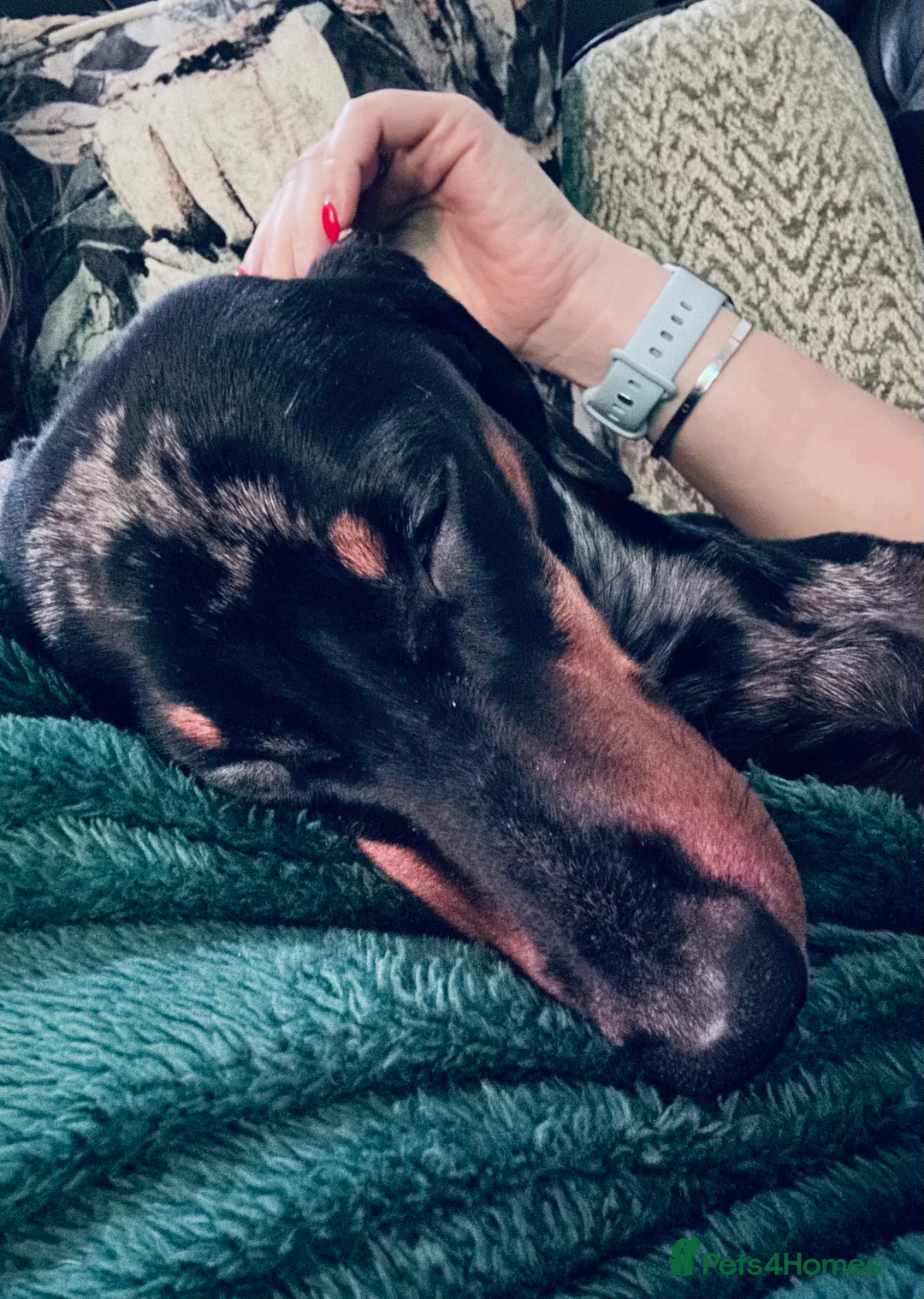 Dachshund dogs for sale: 1 Year Old Boris looking for his forever home  - Advert 2