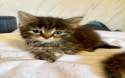 Norwegian Forest Cat cats for sale: Beautiful fluffy kittens - Image 17