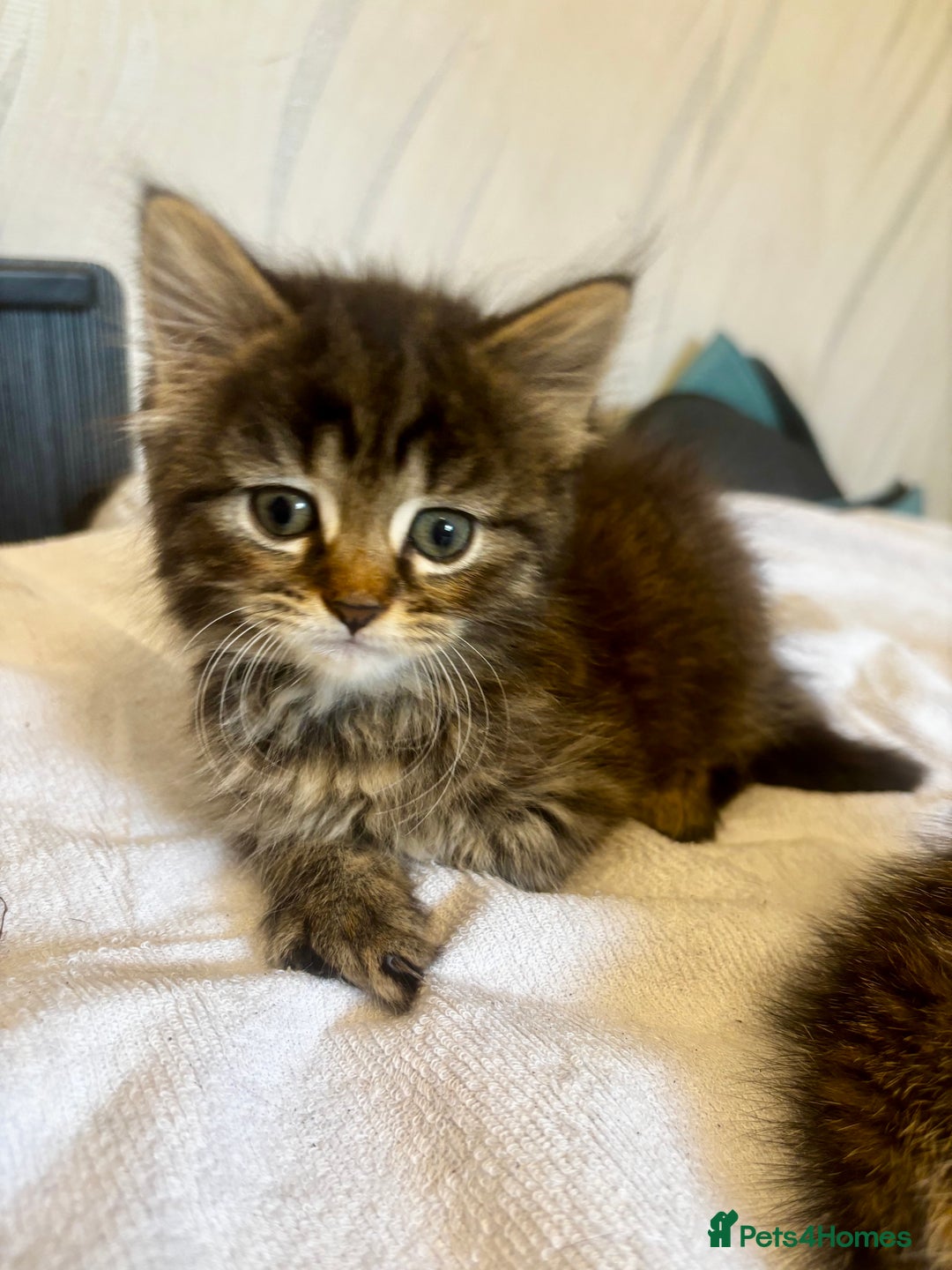 Norwegian Forest Cat cats for sale: Beautiful fluffy kittens - Image 17