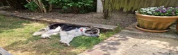 Mixed Breed dogs for adoption: Astor, currently residing in East Sussex in Hailsham - Advert 3
