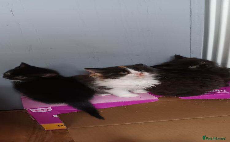 Domestic Shorthair cats 4 gorgeous kittens for sale ❤️ - Advert 2