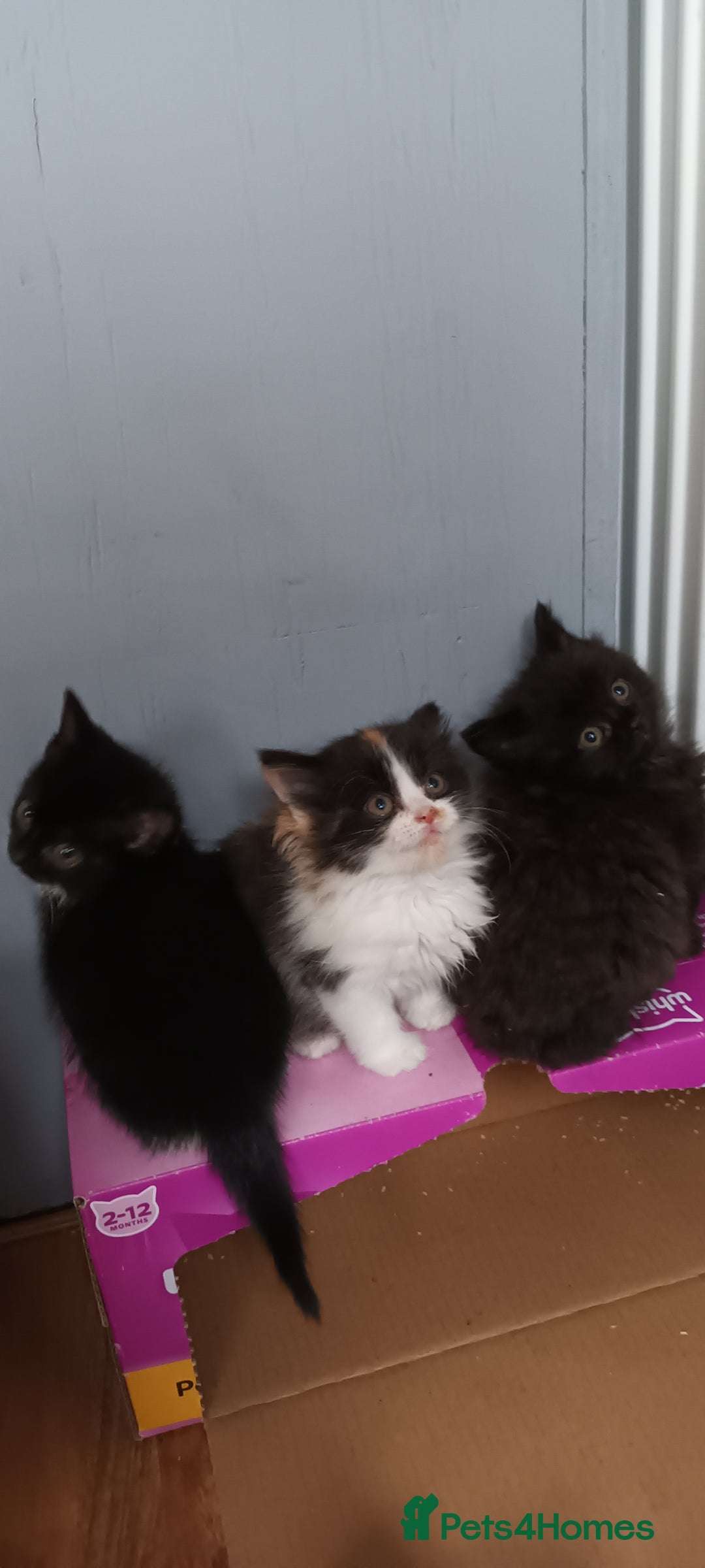 Domestic Shorthair cats for sale: 2 black and white twin girls left, ready now❤️ - Advert 2