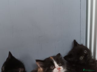 Domestic Shorthair cats 4 gorgeous kittens for sale ❤️ - Advert 1