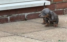 Dachshund dogs for sale: Miniature dachshunds ready now 💗 - Image 31