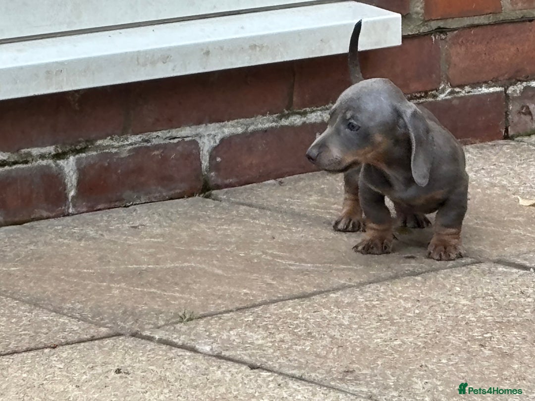 Dachshund dogs for sale: Miniature dachshunds ready now 💗 - Image 31