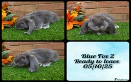 French Lop rabbits for sale: Fully Pedigree French Lops - Image 6