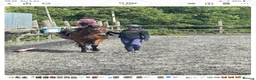Other Breed horses for sale: Dark bay mare - Advert 4