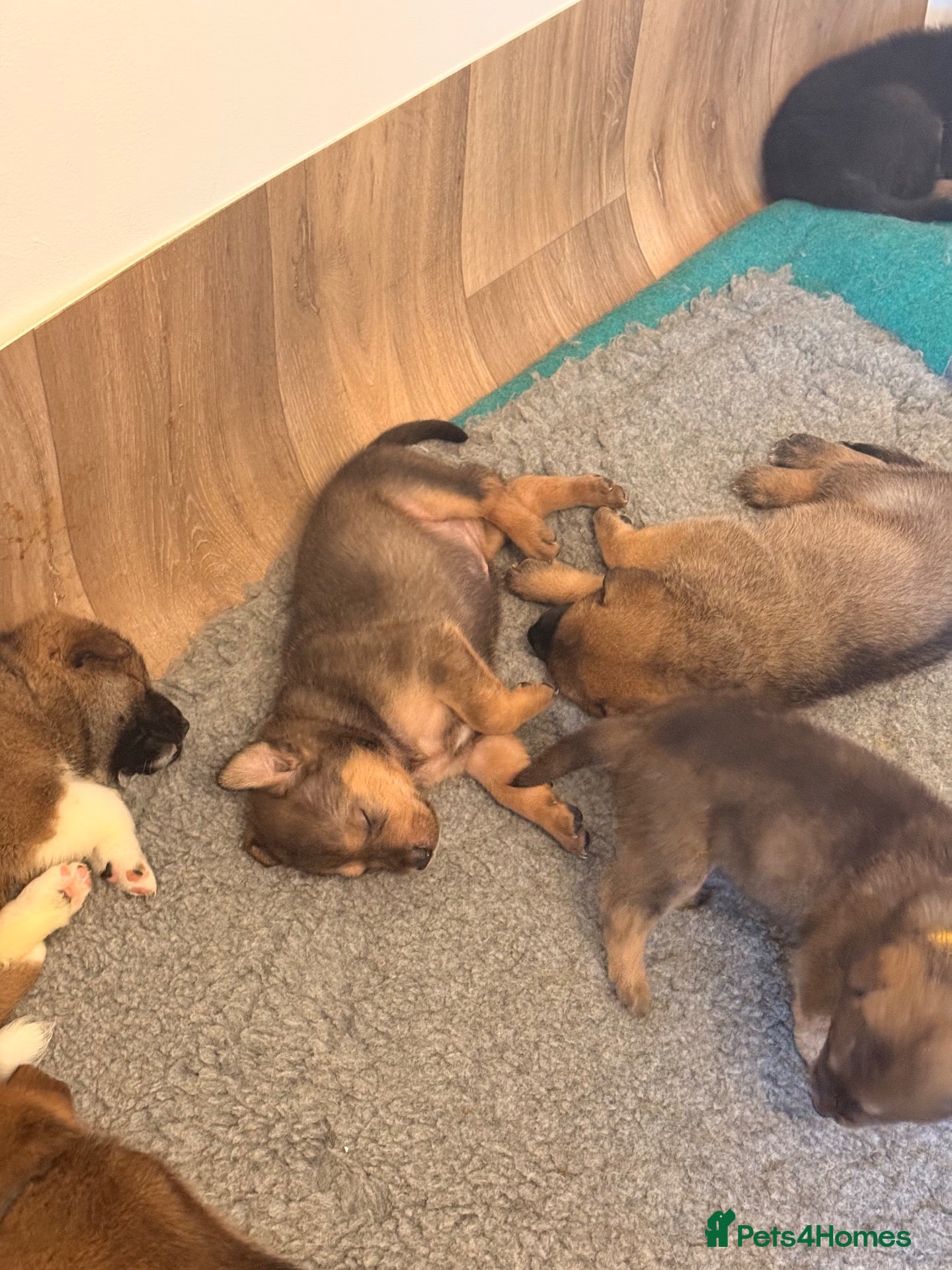 Mixed Breed dogs Rottweiler x American Akita Puppies - Advert 2