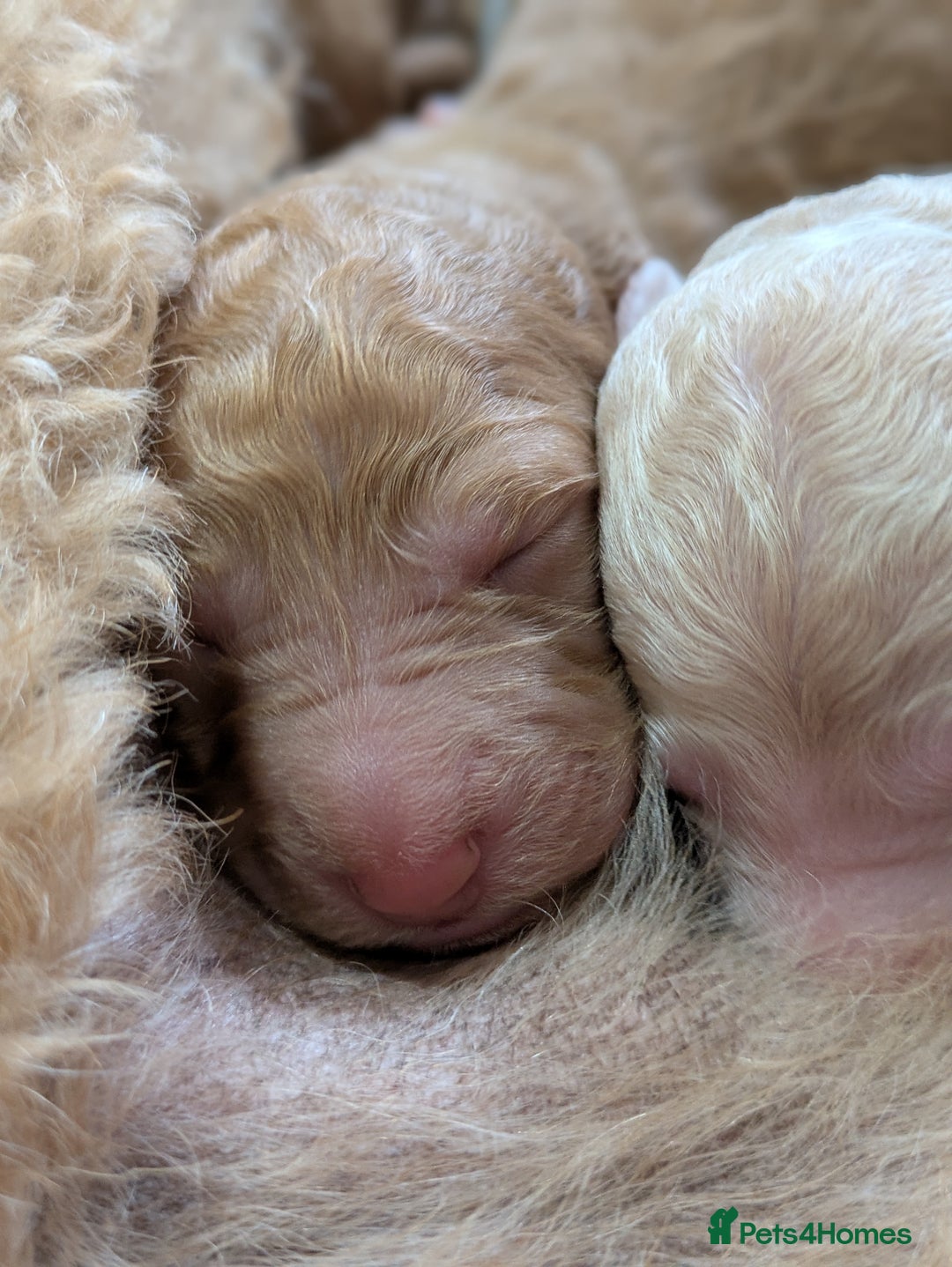 Goldendoodle dogs for sale: Gorgeous Goldendoodles  - Image 8