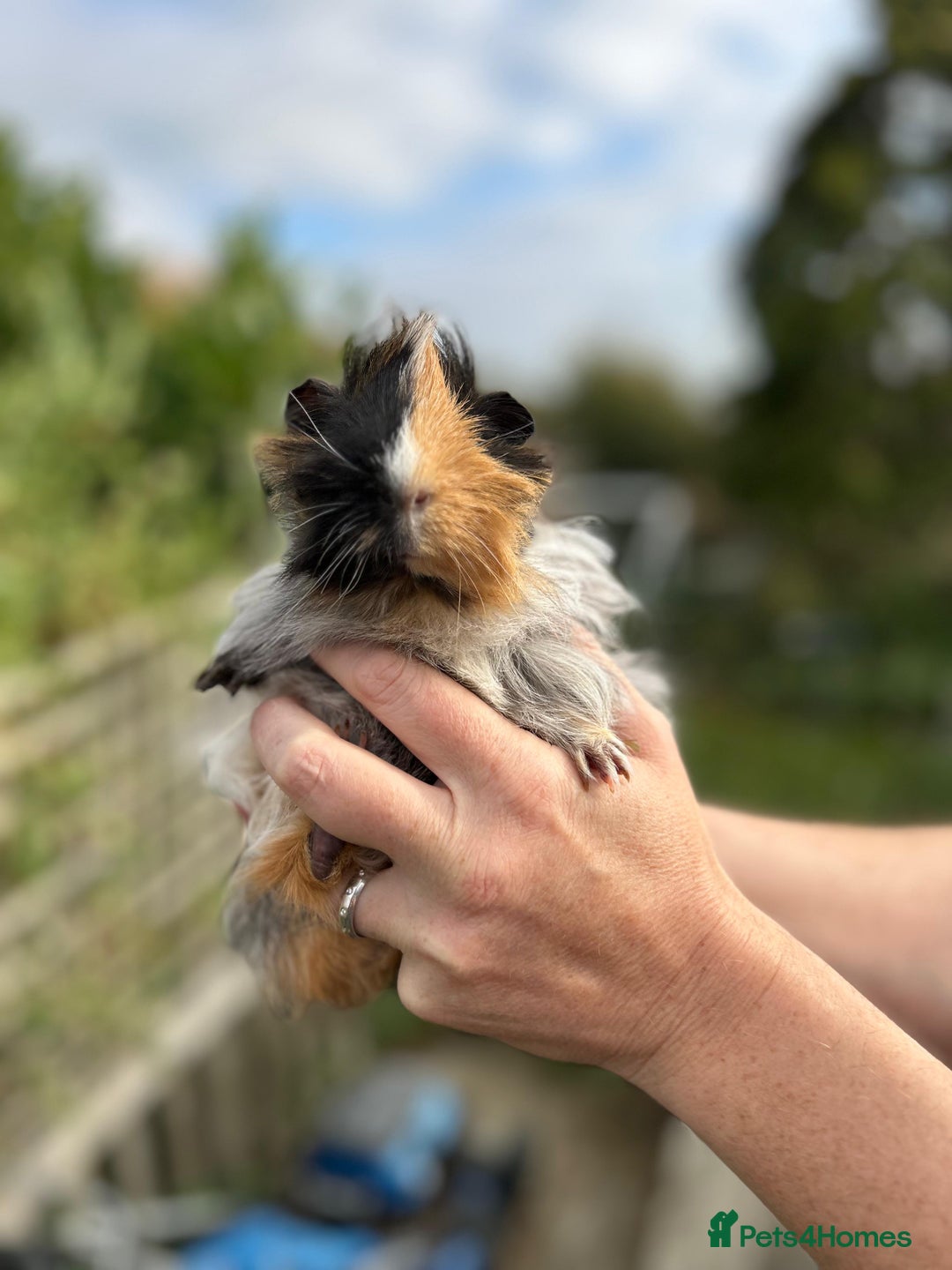 Guinea Pig rodents for sale: Stunning baby guinea pigs  - Image 10
