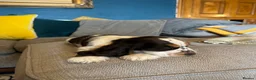 Cocker Spaniel dogs for sale: Show Type Cocker Spaniel Puppies - Advert 2