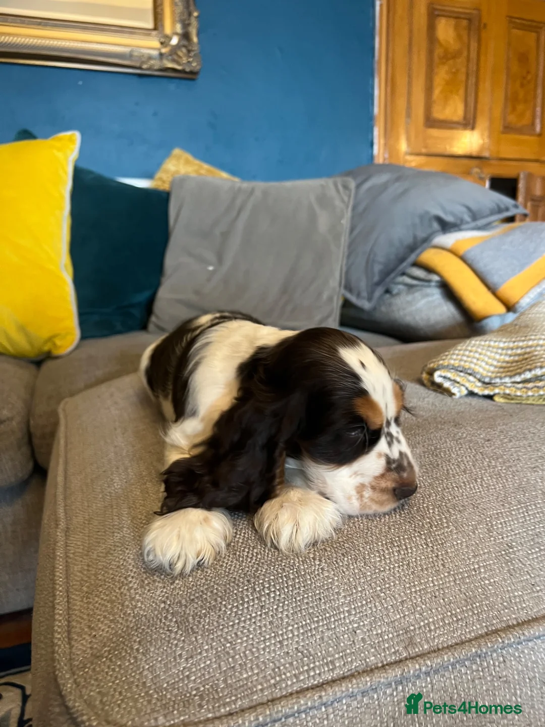 Cocker Spaniel dogs for sale: Show Type Cocker Spaniel Puppies - Advert 2
