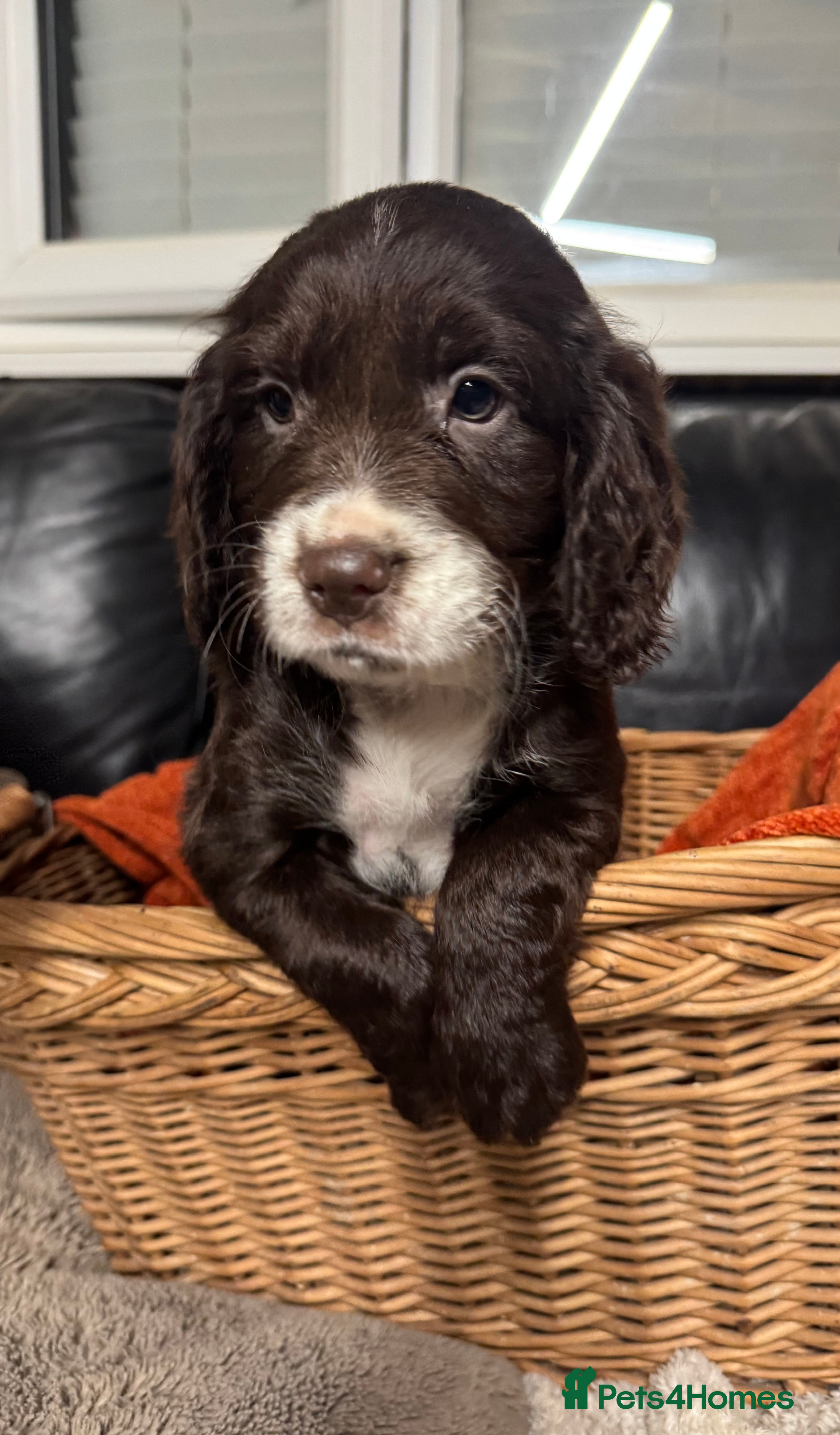 Sprocker dogs 6x sprocker spaniels  - Advert 1