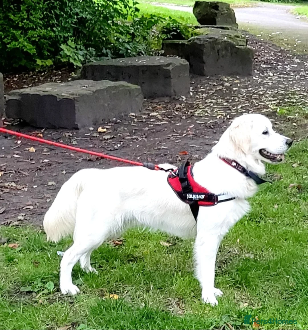 Golden Retriever dogs for stud:   ICT CLEAR Proven Golden Retriever for stud in Manchester - Advert 32