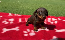 Miniature Dachshund dogs for sale: 5 miniature dachshund puppies - Image 4