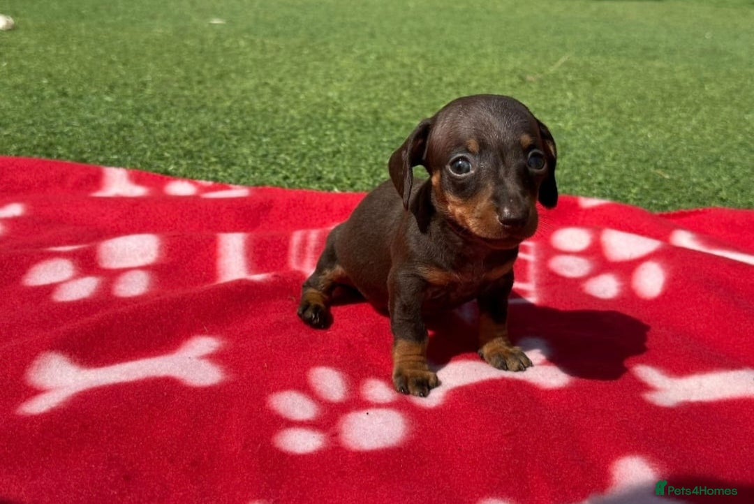 Miniature Dachshund dogs for sale: 5 miniature dachshund puppies - Image 4