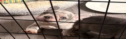 French Bulldog dogs for sale: French Bulldog Puppies - Advert 5