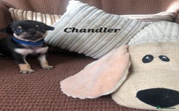 Chihuahua dogs for sale: Adorable black and tan chihuahua puppies  - Image 4