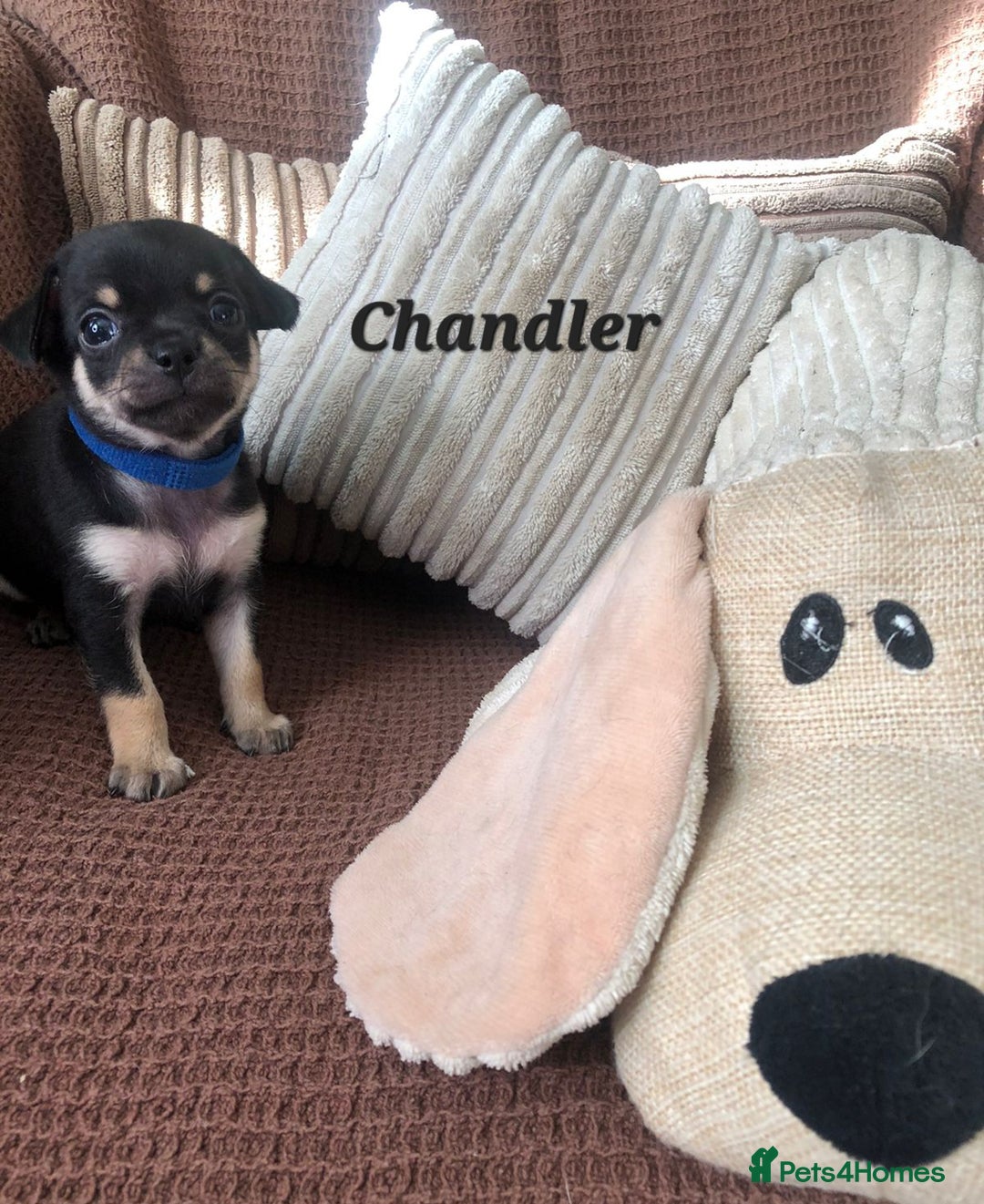 Chihuahua dogs for sale: Adorable black and tan chihuahua puppies  - Image 4