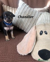 Chihuahua dogs - Advert 11