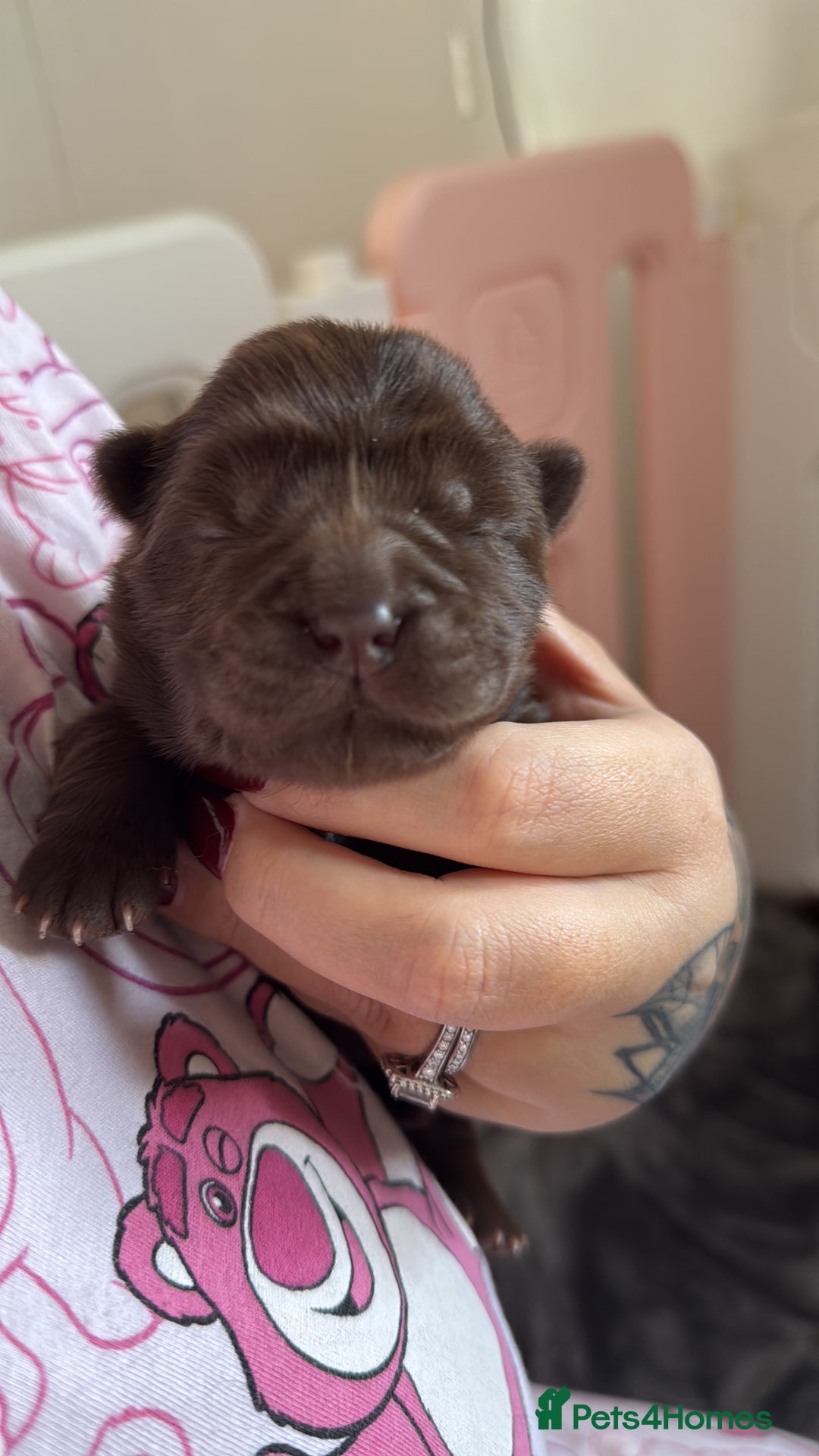 Chow Chow dogs for sale: Kc registered Pure chocolate chow chow puppies - Image 9