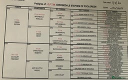 English Springer Spaniel dogs for sale: Springer Spaniel Puppies - Image 6