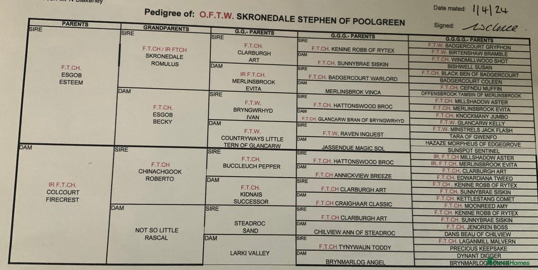 English Springer Spaniel dogs for sale: Springer Spaniel Puppies - Image 6