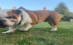 English Bulldog dogs for sale: Bulldog  - Image 9