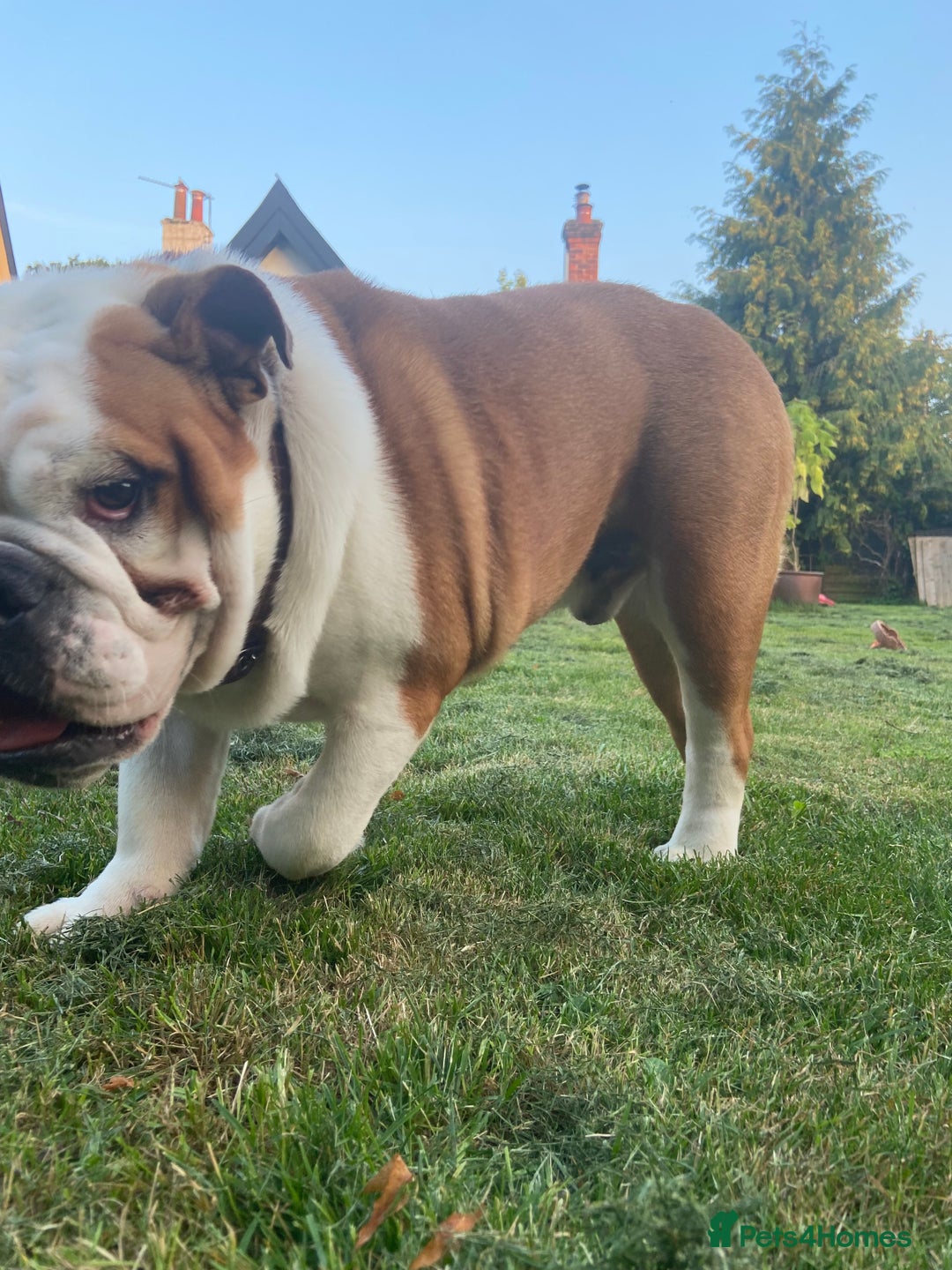English Bulldog dogs for sale: Bulldog  - Image 9