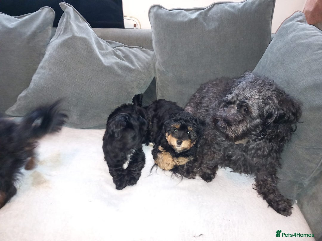 Mixed Breed dogs for sale: Jackapoo cross  - Advert 6