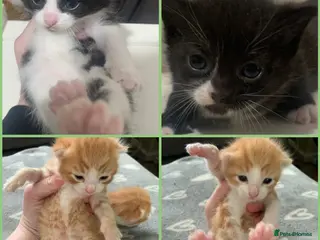 Mixed Breed cats Beautiful litter of four mixed breed kittens - Advert 14