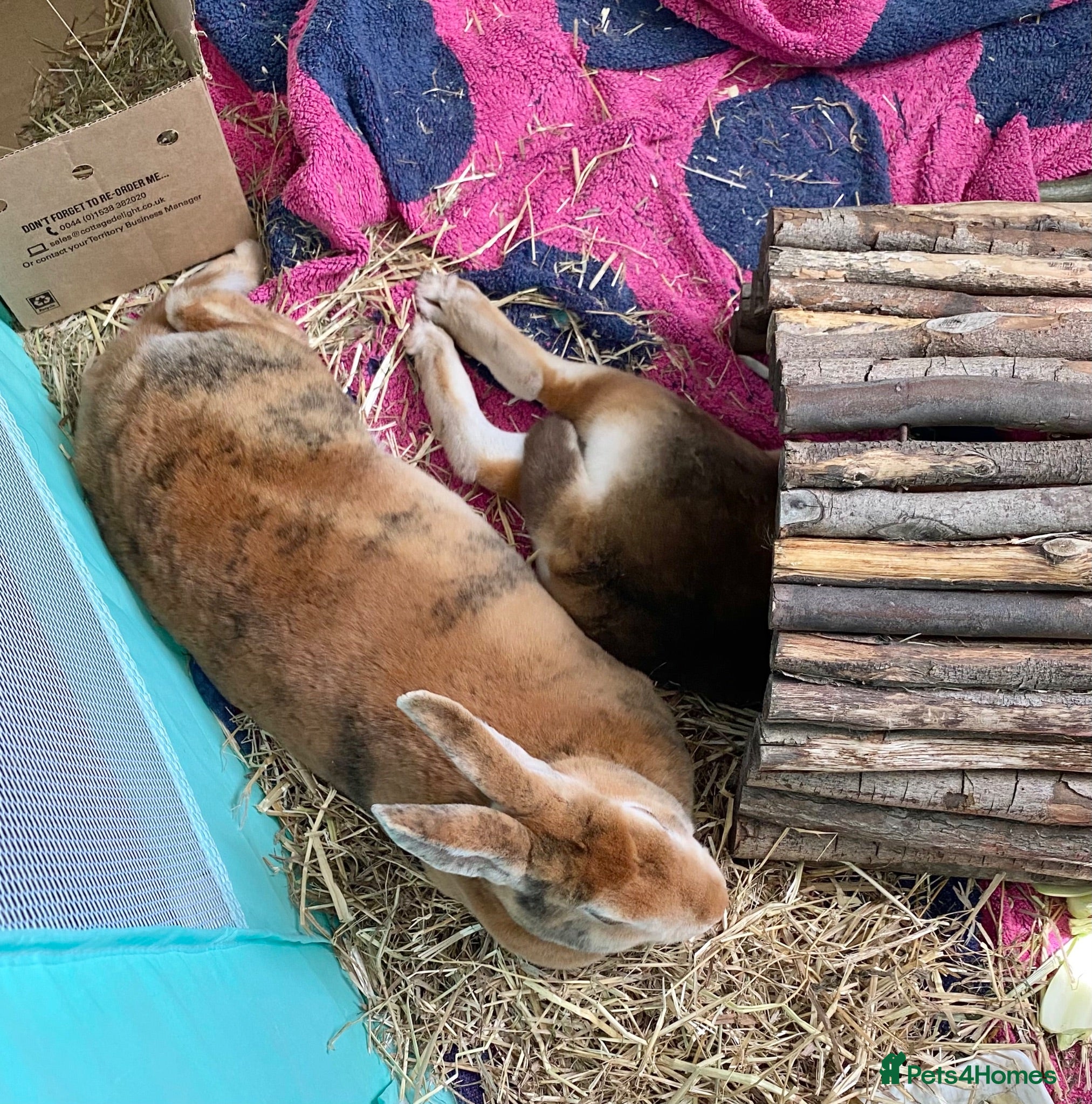 Rex rabbits Two Gorgeous Rex Doe’s for sale - Advert 2