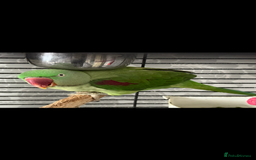 Parrots birds for sale: 2 Alexanderine parrots - Image 3