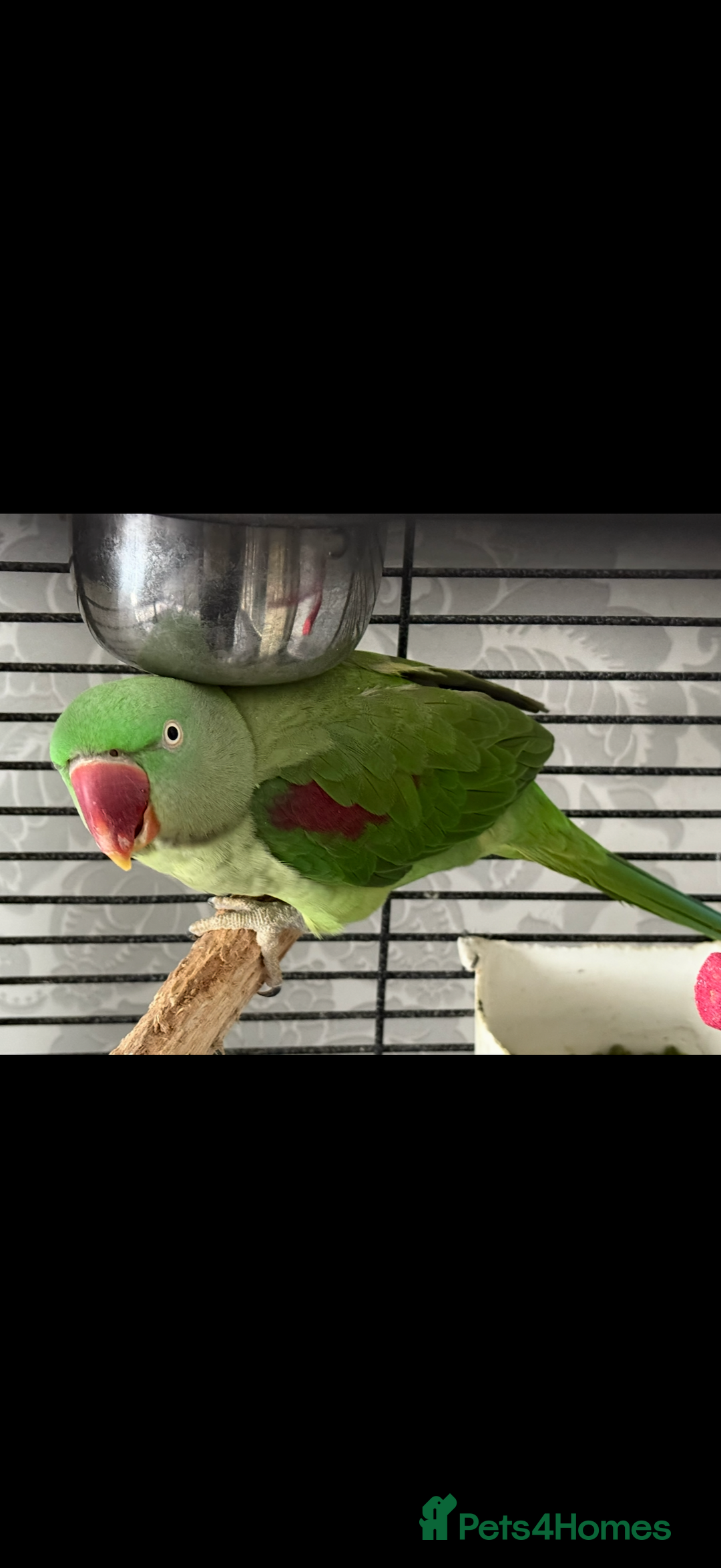 Parrots birds for sale: 2 Alexanderine parrots - Image 3