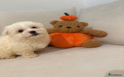 Maltipoo dogs for sale: Maltipoo girl puppy  - Image 1