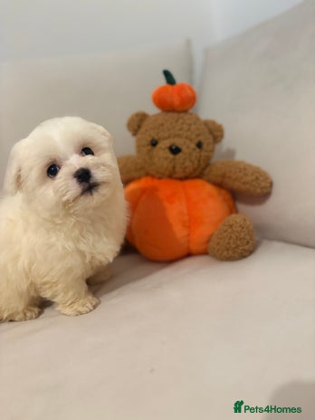 Maltipoo dogs - Advert 1