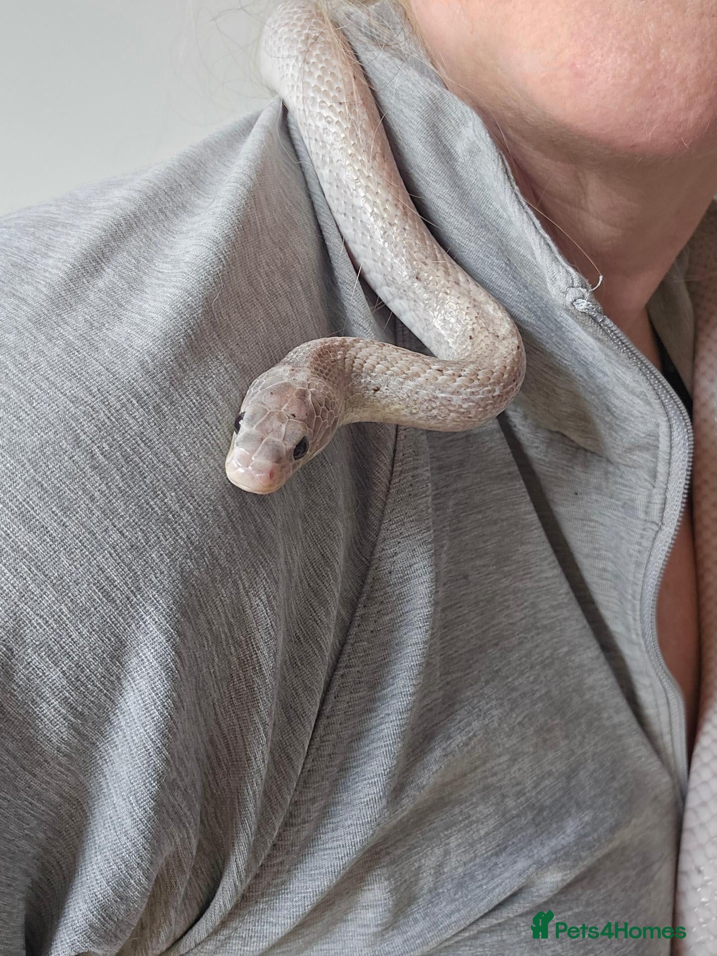 Corn Snake reptiles Corn snake full set up - Advert 1