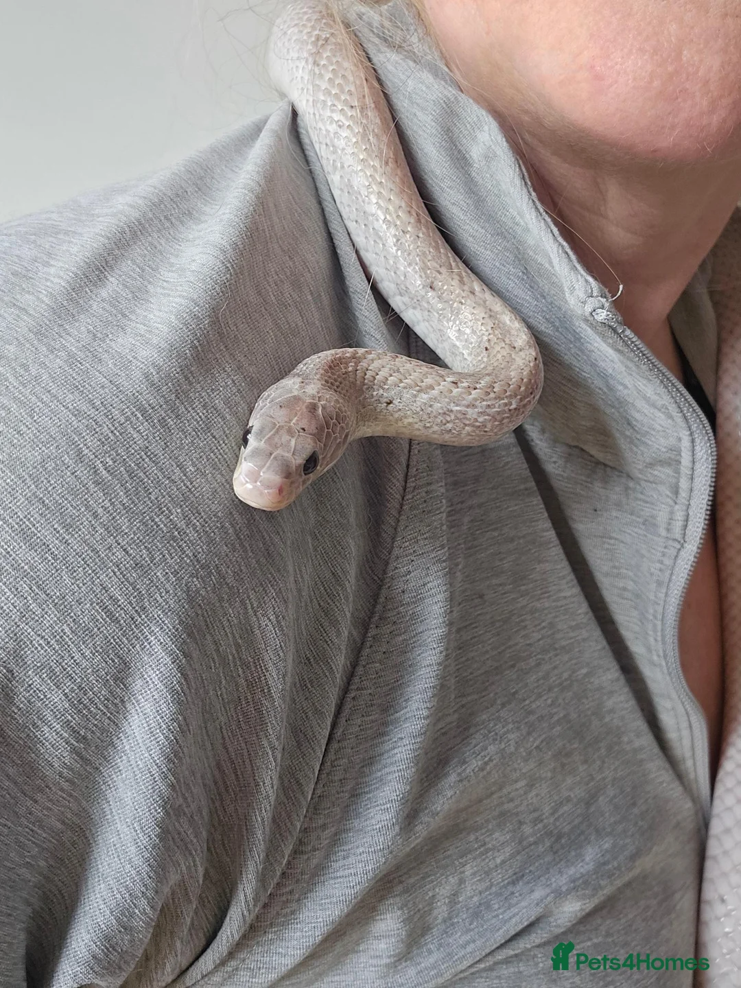 Corn Snake reptiles for sale: Corn snake full set up - Advert 1