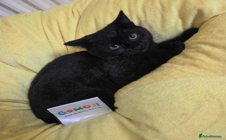 American Shorthair cats - Advert 11