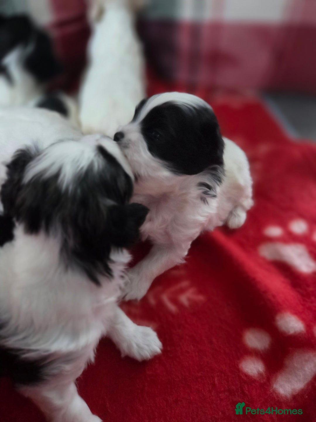 Maltese dogs for sale: 3 boys 1 girl x maltese puppies - Advert 13