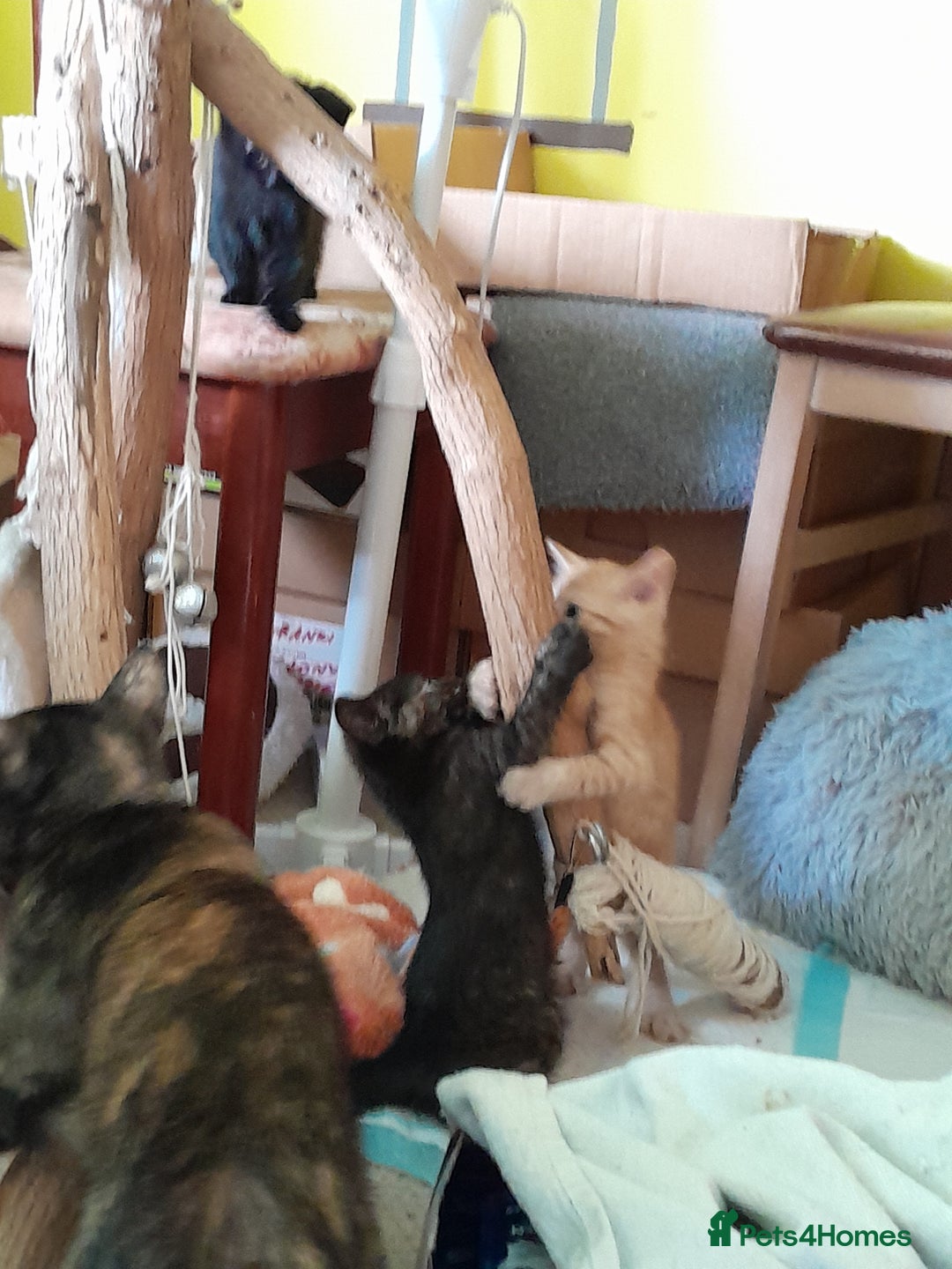 British Shorthair cats for sale: Cute playful smart kittens ready for new homes - Image 23