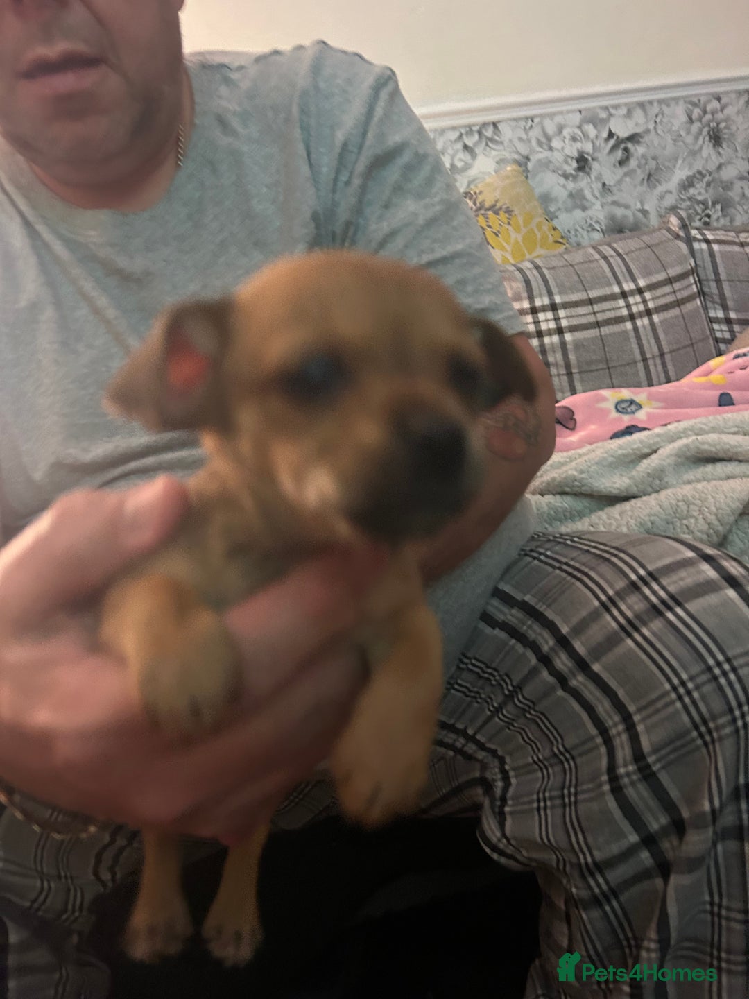 Mixed Breed dogs for sale: Chihuahua x terrier  - Advert 10